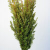 Green African Boxwood Foliage & Greens