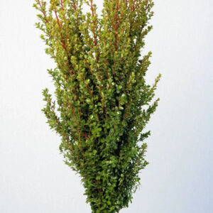 Green African Boxwood Foliage & Greens