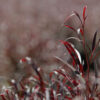 Red After Dark Agonis Foliage & Greens