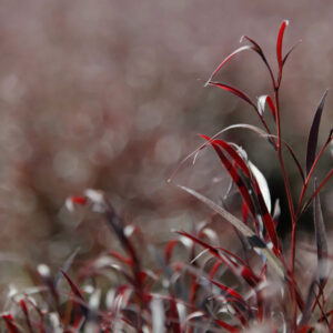 Red After Dark Agonis Foliage & Greens