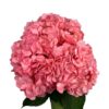 Pink Amaranth Hydrangea