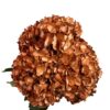 Brown Amber Leaf Hydrangea