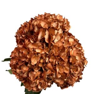 Brown Amber Leaf Hydrangea