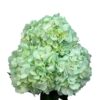 Green Aqua Fresh Hydrangea