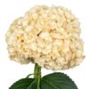 White Arina Salmon Hydrangea