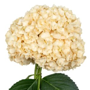 White Arina Salmon Hydrangea