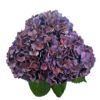 Purple Aubergine Hydrangea