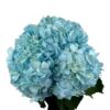 Azure Blue Hydrangea