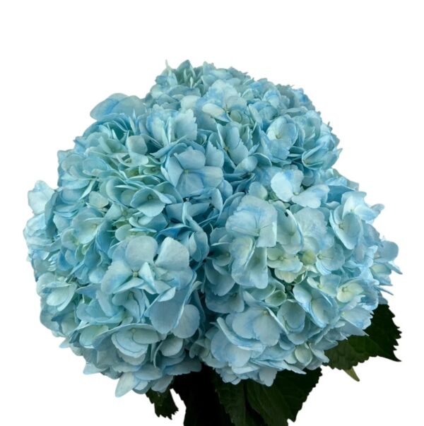 Azure Blue Hydrangea