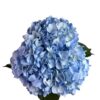Baby Blue Hydrangea