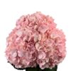 Baby Pink Hydrangea