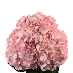 Baby Pink Hydrangea