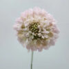Baby Pink Scabiosas