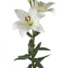 White Bach Asiatic Lilies