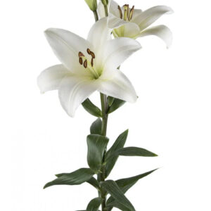 White Bach Asiatic Lilies