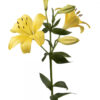 Yellow Beau Soleil Asiatic Lilies