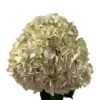 Beige Hydrangea