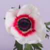 Bicolor Red Mistral Anemones