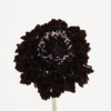 Blackberry Scabiosas