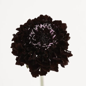 Blackberry Scabiosas