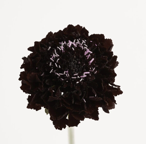 Blackberry Scabiosas