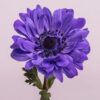 Blue Star Anemones