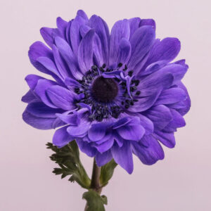 Blue Star Anemones