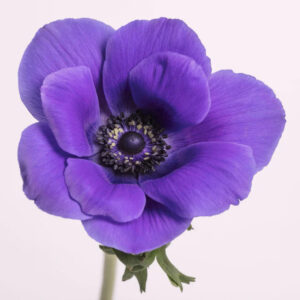 Blue Mistral Anemones
