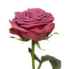 Hot Pink Blueberry Roses