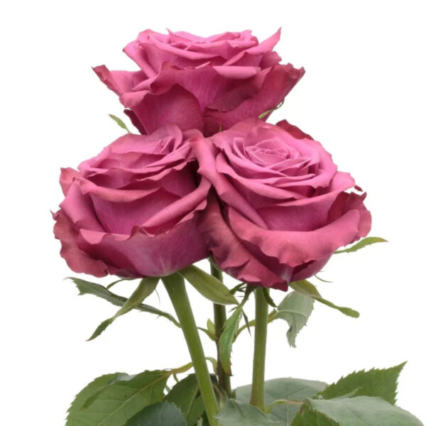 Blueberry - Image 3