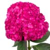 Blush Pink Hydrangea