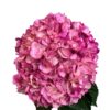 Blush Radiance Hydrangea