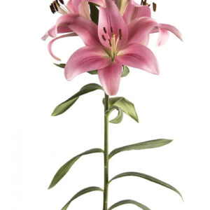 Pink Boardwalk Asiatic Lilies