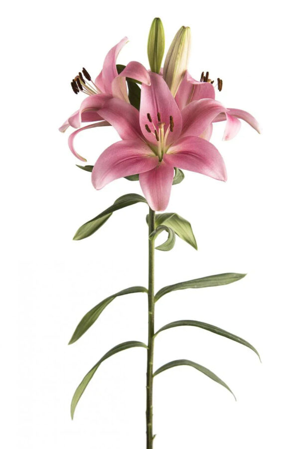 Pink Boardwalk Asiatic Lilies