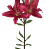 Hot Pink Bourbon Street Asiatic Lilies