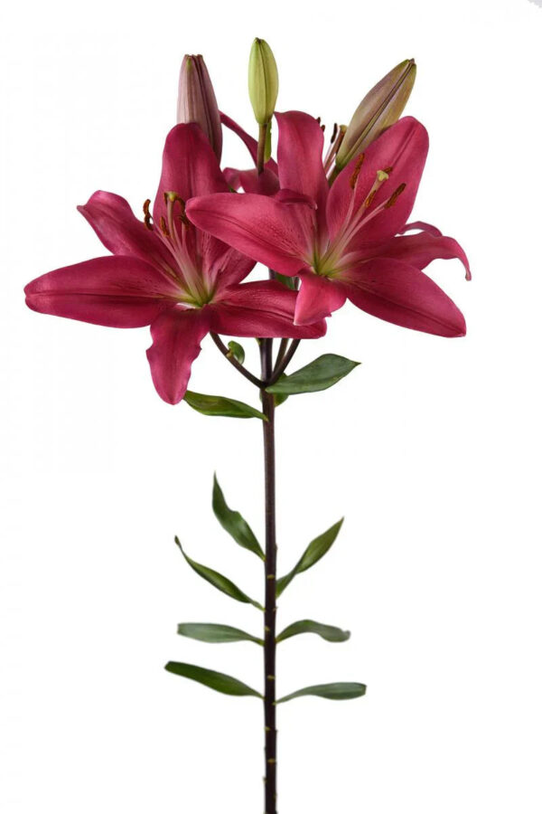 Hot Pink Bourbon Street Asiatic Lilies