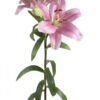 Light Pink Brindisi Asiatic Lilies