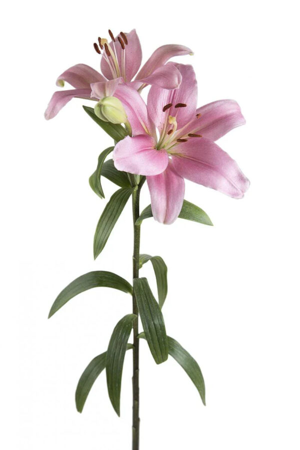 Light Pink Brindisi Asiatic Lilies