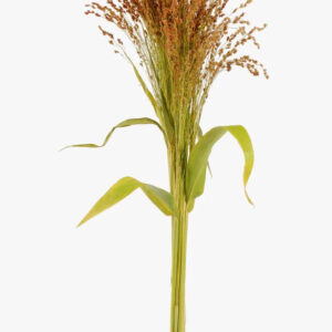 Champagne Broom Corn Foliage & Greens