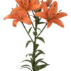 Orange Brunello Asiatic Lilies