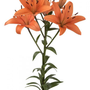 Orange Brunello Asiatic Lilies
