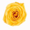 Orange Bumblebee Roses