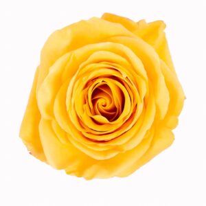Orange Bumblebee Roses