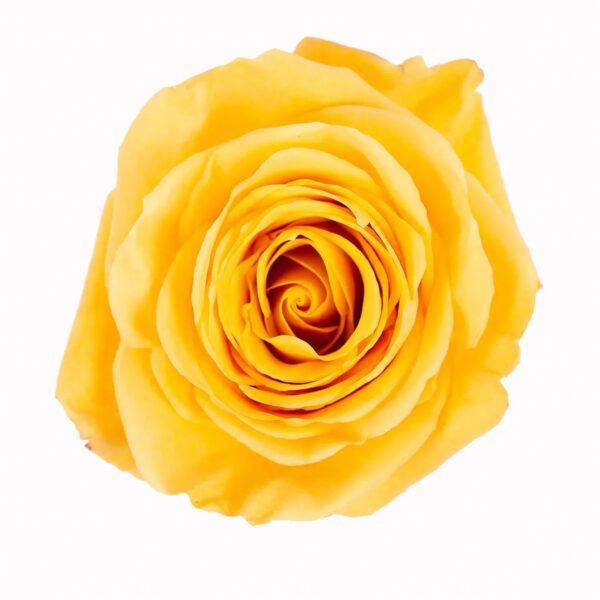 Orange Bumblebee Roses