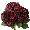 Burgundy Hydrangea