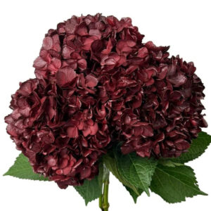 Burgundy Hydrangea