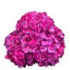 Hot Pink Caribbean Fuchsia Hydrangea
