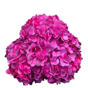 Hot Pink Caribbean Fuchsia Hydrangea