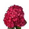 Hot Pink Cherry Passion Hydrangea