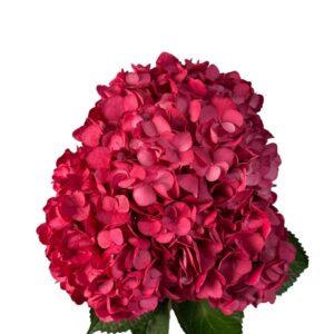 Hot Pink Cherry Passion Hydrangea